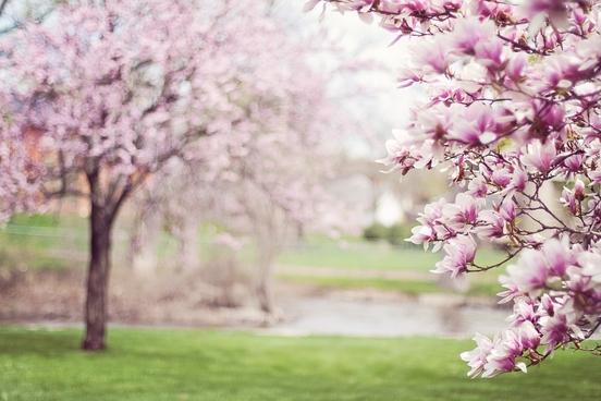 Blühende Magnolienbäume