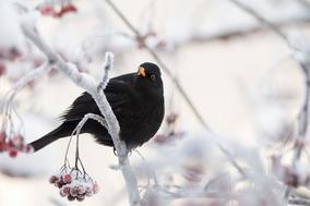Amsel im Baum