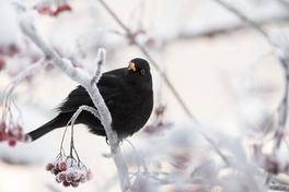Amsel im Baum